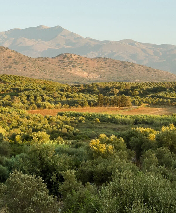 Green Infrastructure, Agroecological Practices and Biodiversity in Olive Orchards (GiOlive)